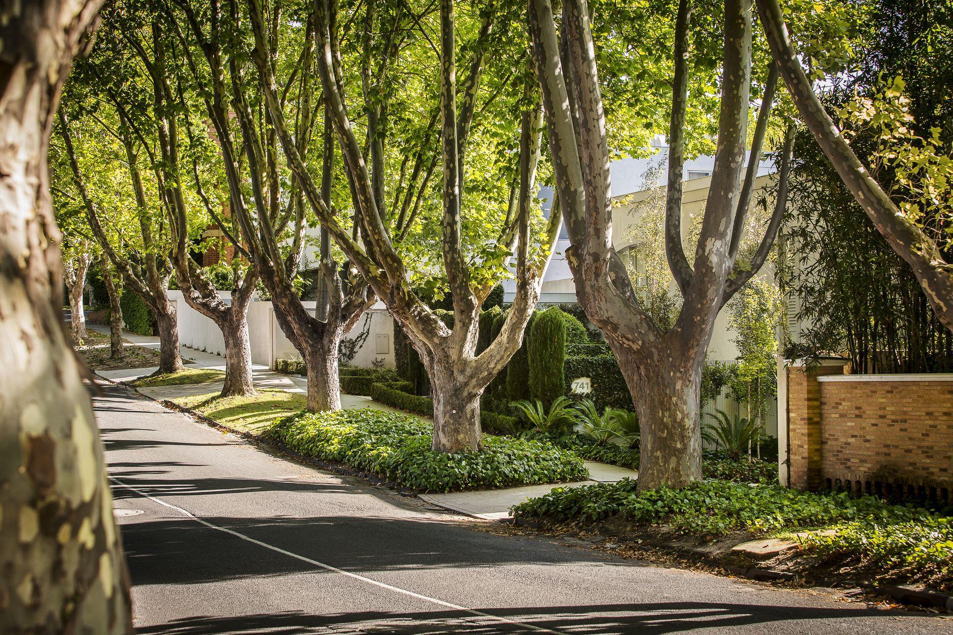 Tree lined residential street in Melbourne's inner east where Pavlou Brothers sell